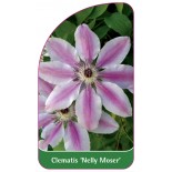 clematis-nelly-moser-a0
