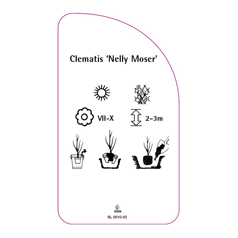 clematis-nelly-moser-a1