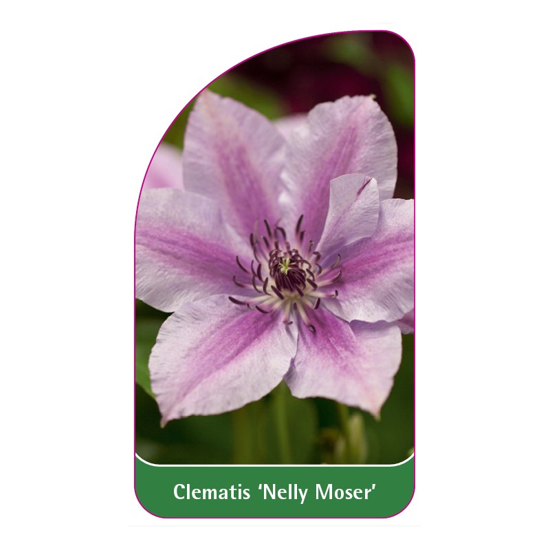 clematis-nelly-moser-b0