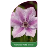 clematis-nelly-moser-b0