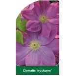 clematis-nocturne-a0