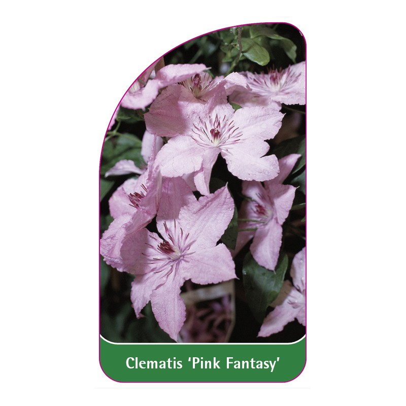 clematis-pink-fantasy-c0