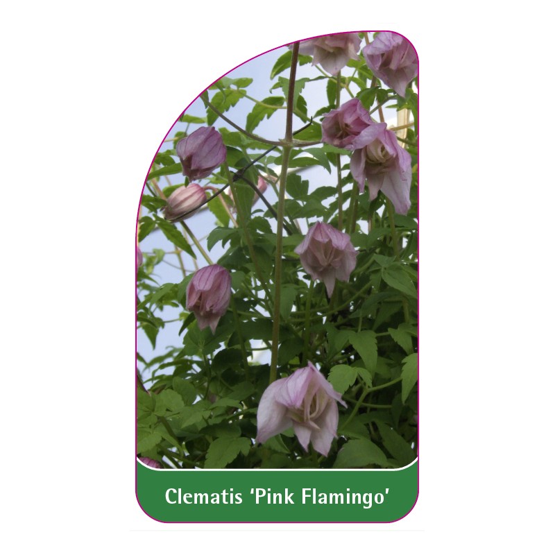 clematis-pink-flamingo-0