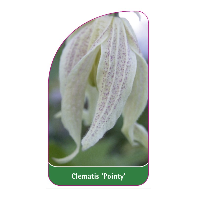 clematis-pointy-a0