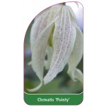 clematis-pointy-a0