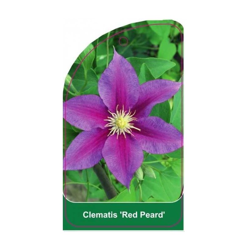clematis-red-peard-0