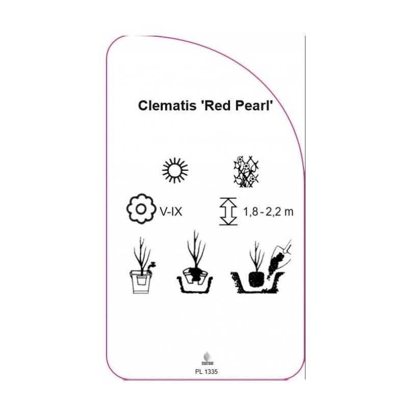 clematis-red-pearl-1