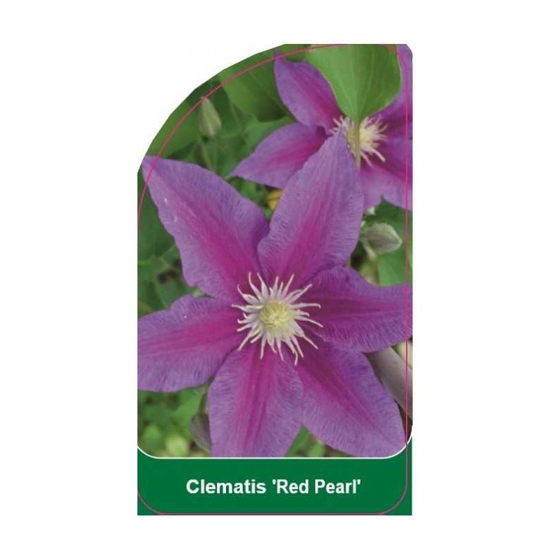 clematis-red-pearl-0