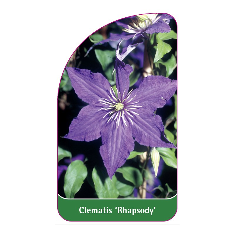 clematis-rhapsody-a0