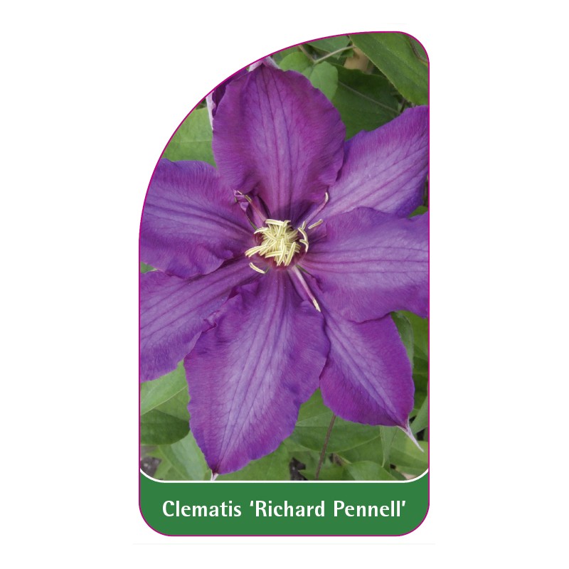 clematis-richard-pennell-a0