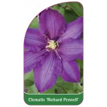 clematis-richard-pennell-a0