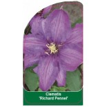 clematis-richard-pennel-b0