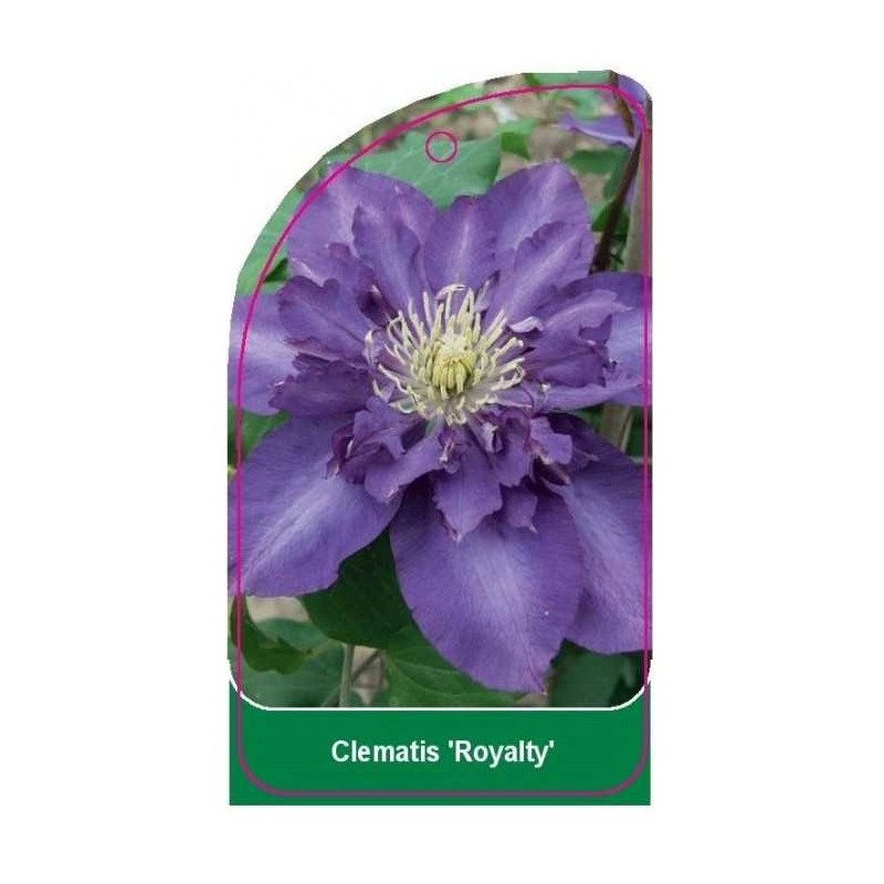 clematis-royalty-a0