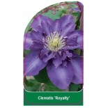 clematis-royalty-a0