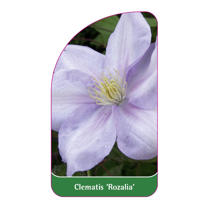 clematis-rozalia-c0