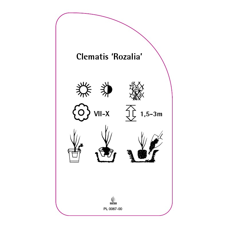 clematis-rozalia-c1