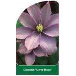 clematis-silver-moon-b0