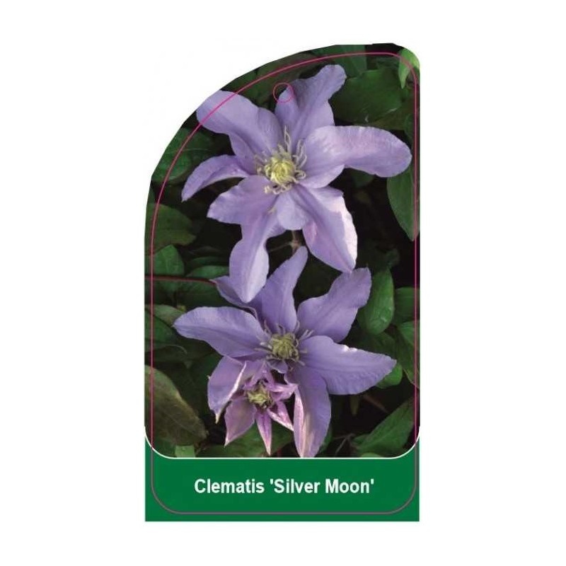 clematis-silver-moon-c0