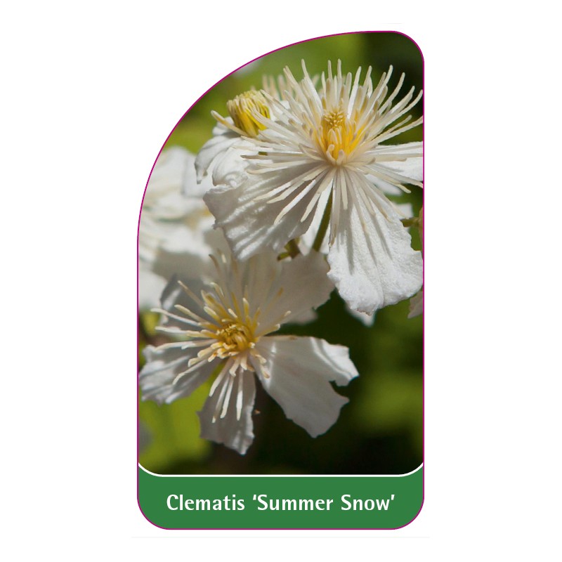 clematis-summer-snow-0
