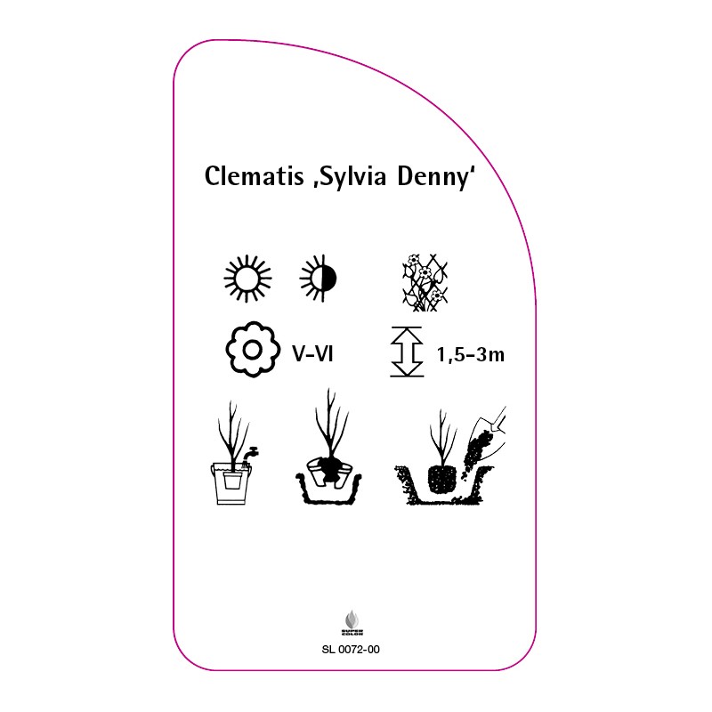 clematis-sylvia-denny-a1