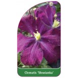 clematis-slowianka-a0