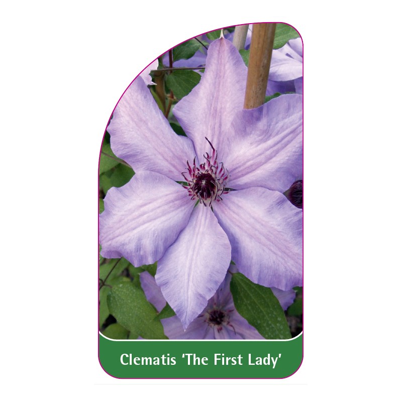 clematis-the-first-lady-a0