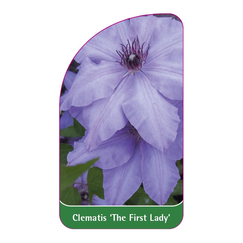 clematis-the-first-lady-b0
