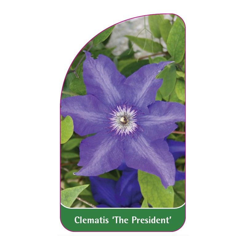 clematis-the-president-a0