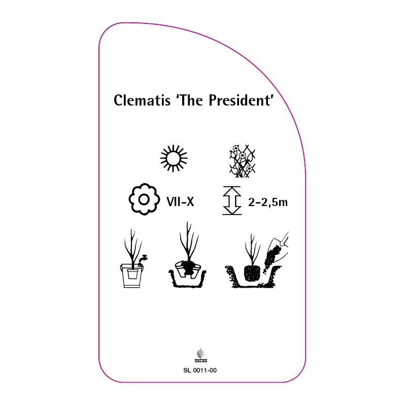 clematis-the-president-a1