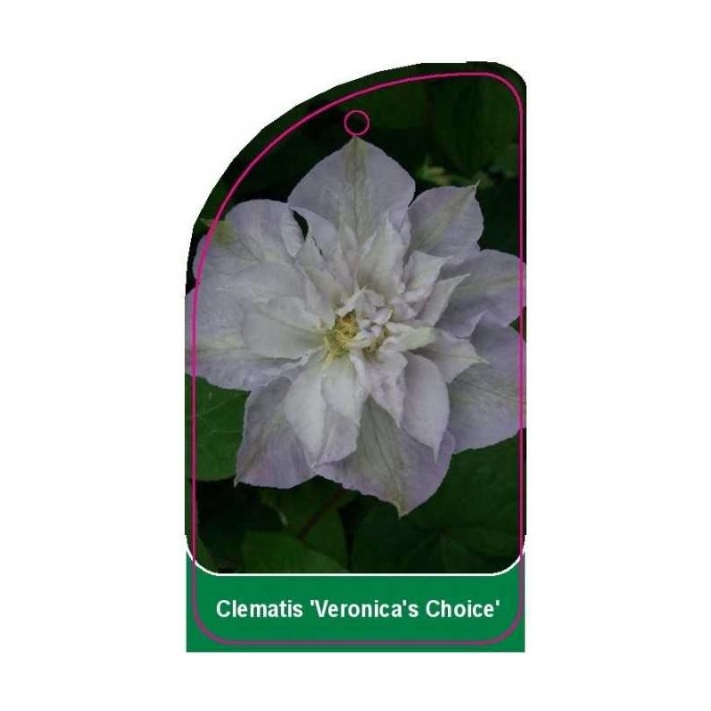 clematis-veronica-s-choice-a0