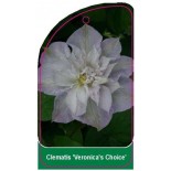 clematis-veronica-s-choice-a0