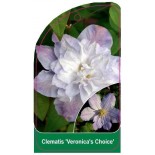 clematis-veronica-s-choice-b0