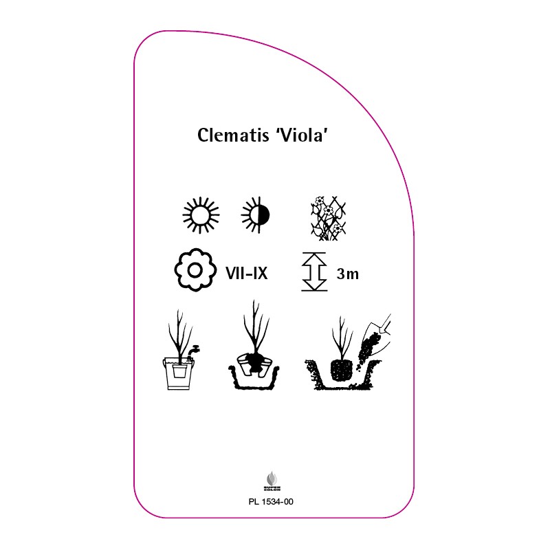 clematis-viola-a1