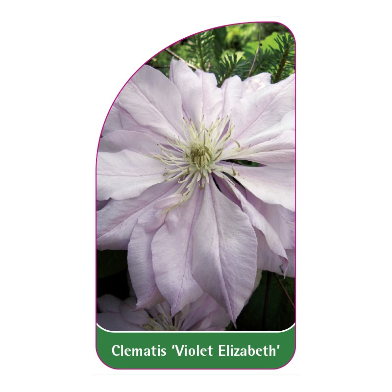 clematis-violet-elizabeth-a0
