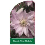 clematis-violet-elizabeth-b0