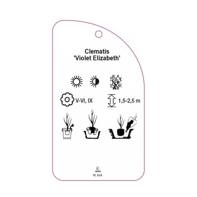 clematis-violet-elizabeth-b1
