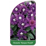 clematis-vyvyan-pennell-a0