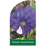 clematis-vyvyan-pennell-b0