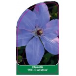 clematis-we-gladstone-a0
