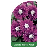 clematis-walter-pennell-0