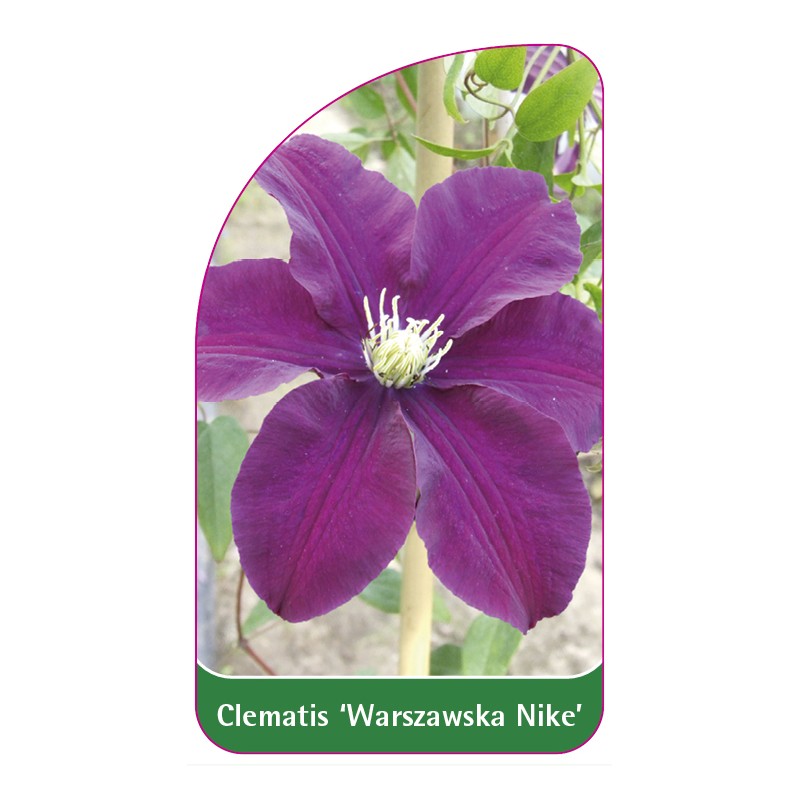 clematis-warszawska-nike-0