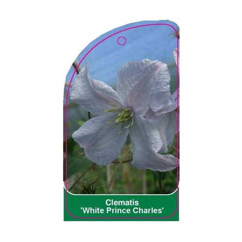clematis-white-prince-charles-a0