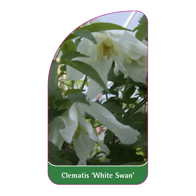 clematis-white-swan-0