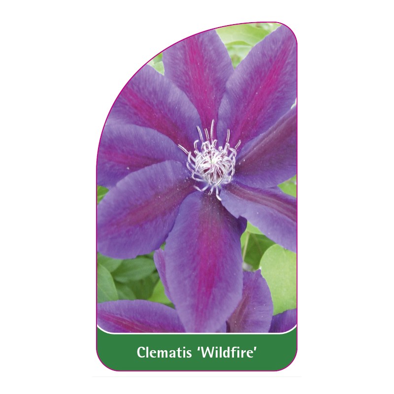 clematis-wildfire-a0