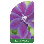 clematis-wildfire-a0