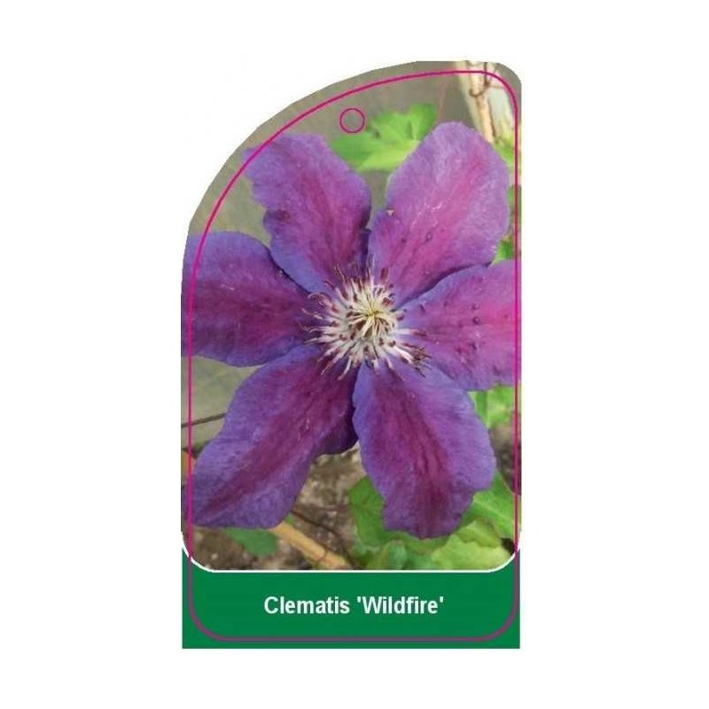 clematis-wildfire-b0