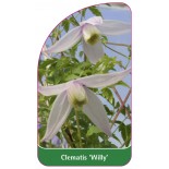 clematis-willy-0