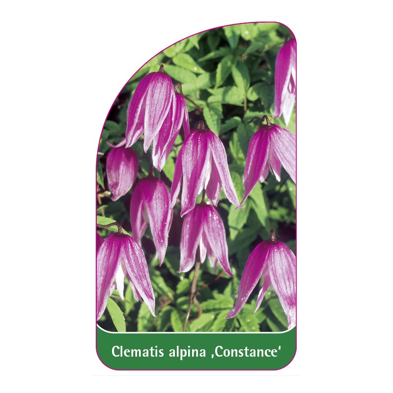 clematis-alpina-constance-0