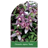 clematis-alpina-ruby-a0