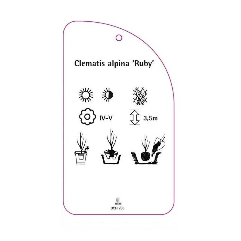 clematis-alpina-ruby-a1